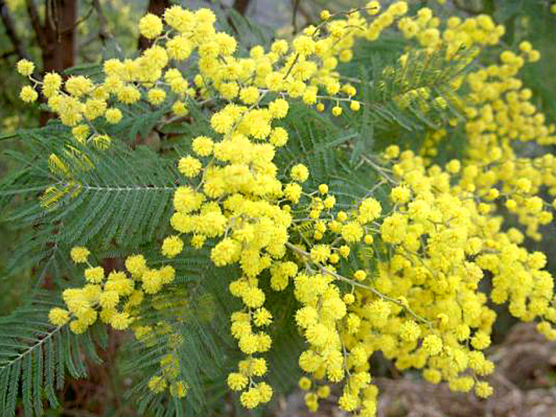 Mimosa bloemen