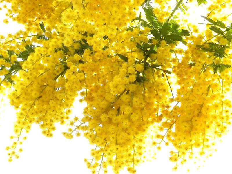 Gelbe Mimose