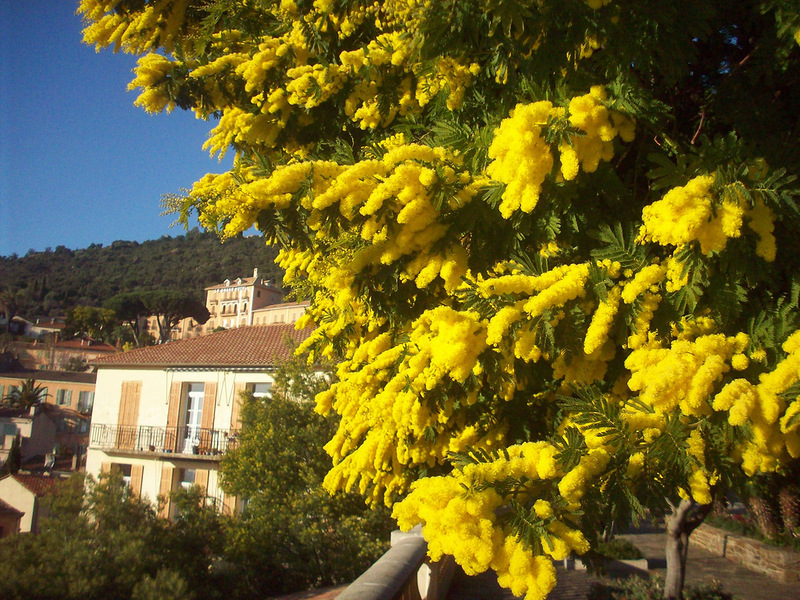 Harasteristik der Mimose