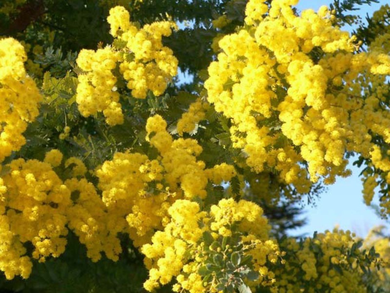 Mga bulaklak ng Mimosa at ang kanilang espirituwal na kahulugan