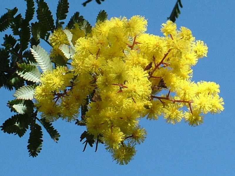 Lumalaking pamamaraan ng Mimosa