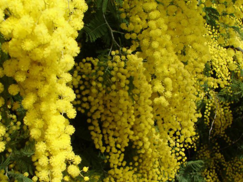 Wanneer mimosa bloeit