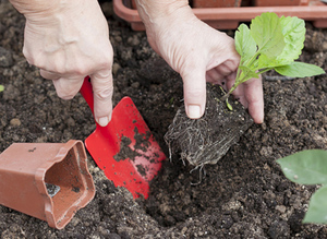 Conseils de fleuristes expérimentés sur la façon et le moment de planter des plants d'aster dans le sol