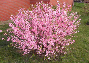 Almendras en flor: características de un arbusto, floración y cuidado.