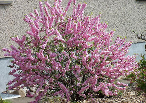 Maagang pamumulaklak ng almond bush