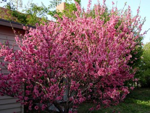 Nagtatanim ng mga almendras