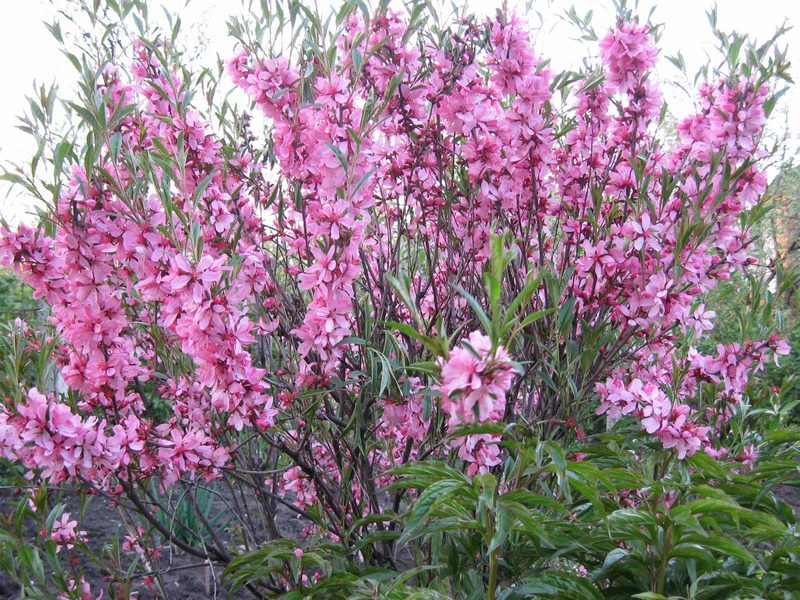 Irrigazione di mandorle ornamentali