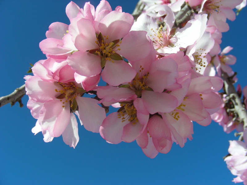 Busk begynner å blomstre