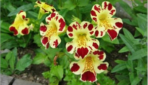 Mimulus çiçek hastalıkları