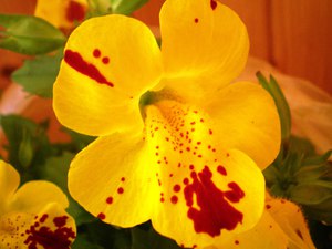 ดอกไม้บ้าน mimulus