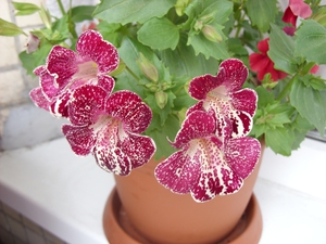 Mimulus çiçek çeşidi