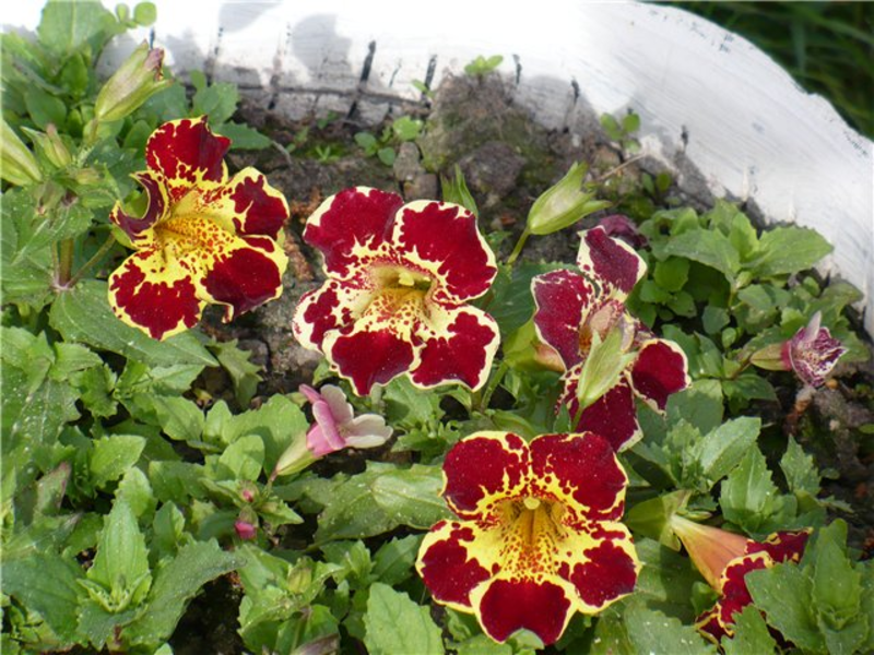 Aspect floare mimulus