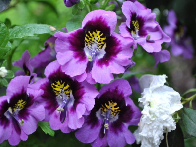 Como propagar mimulus corretamente