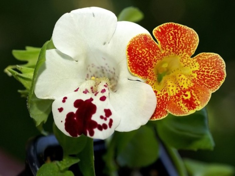 Flor mimulus incomum