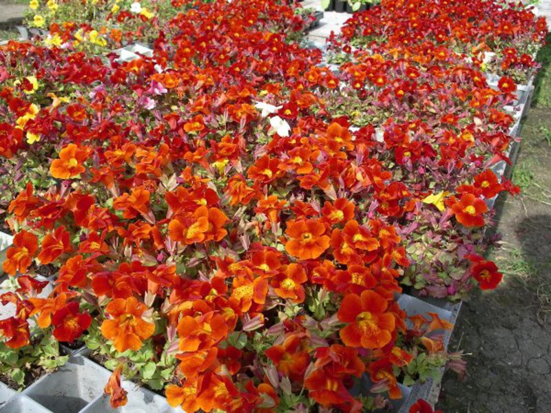 Wachsender Mimulus aus Samen