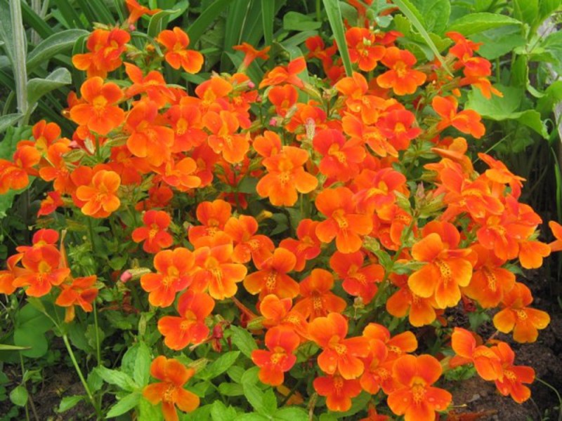 Flores únicas para um canteiro de flores