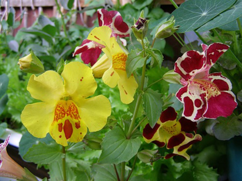 Засаждане и грижи за mimulus