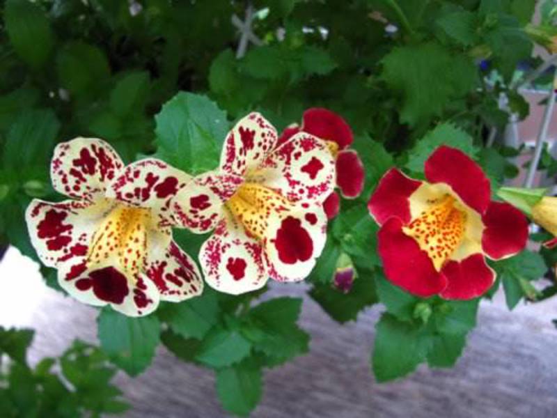 Видове mimulus