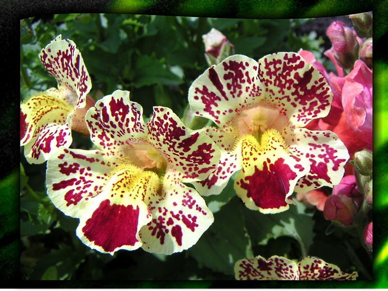 Tohumlardan büyüyen mimulus