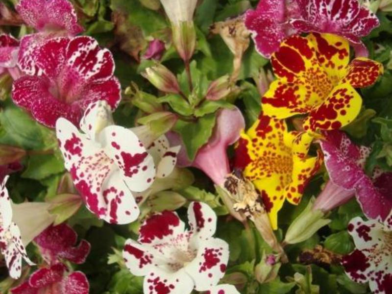 Cum să crească un mimulus de flori