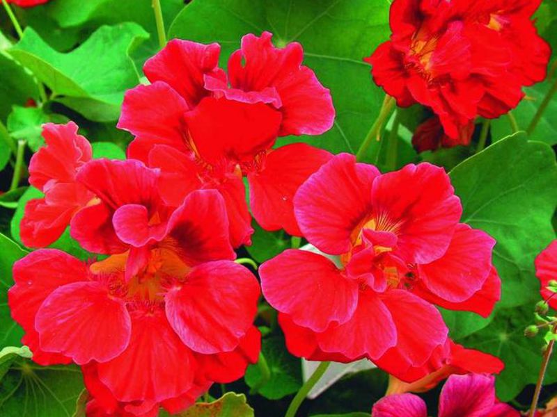 mimulus เติบโตที่ไหน?