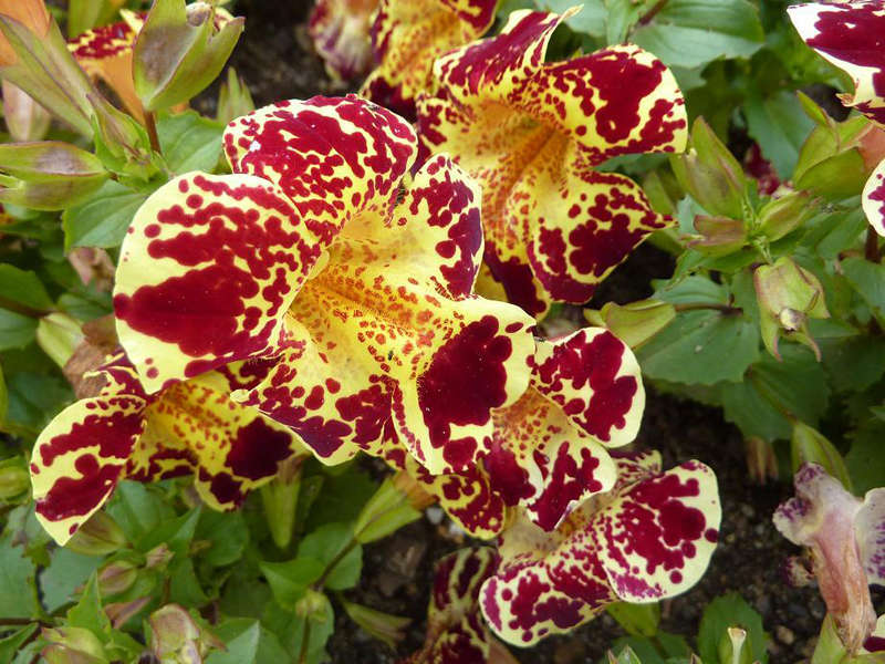 Como plantar mimulus