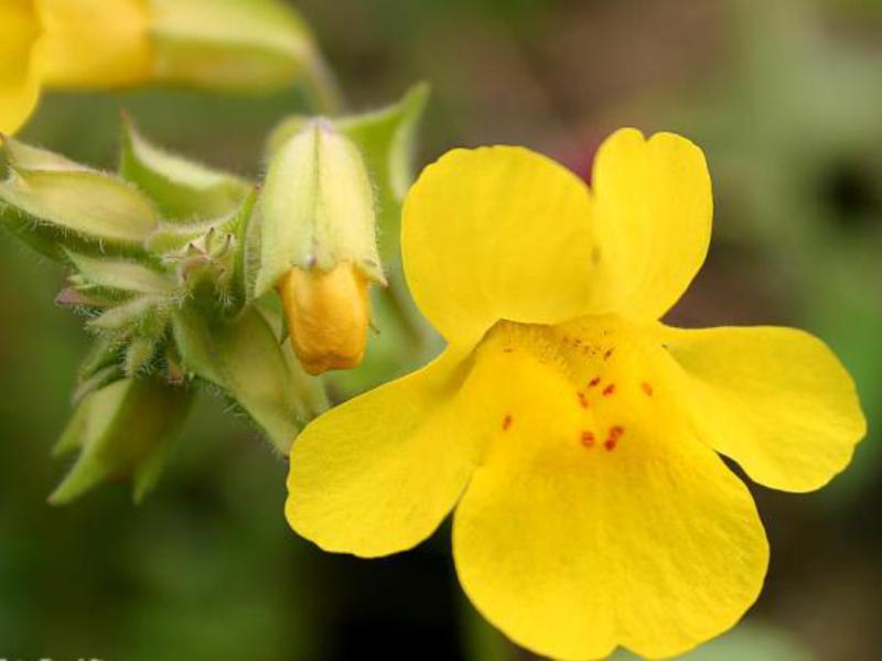 Como a flor mimulus cresce