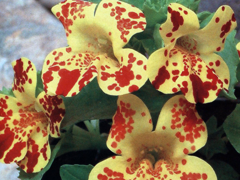 Wachsender Mimulus aus Samen