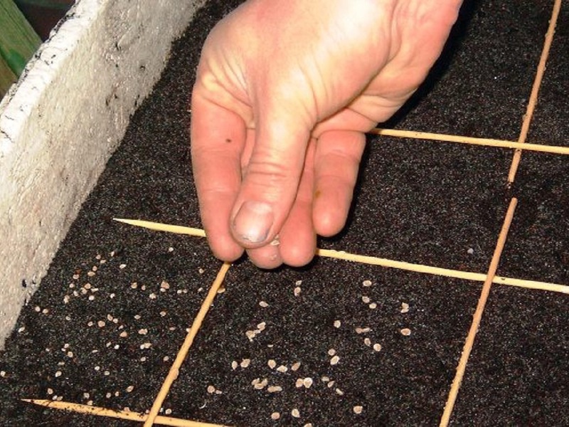 Règles pour semer des graines de fleurs de pétunia pour les semis