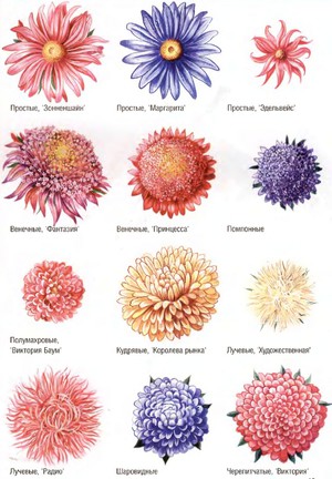 Les types et variétés d'asters sont les principales options de floraison.