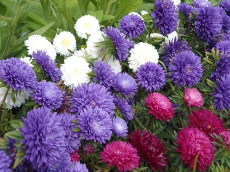 L'aster nain a un buisson bas, il est très pratique pour décorer un parterre de fleurs.