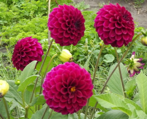 Asters annuels rouges - photographie de fleurs.