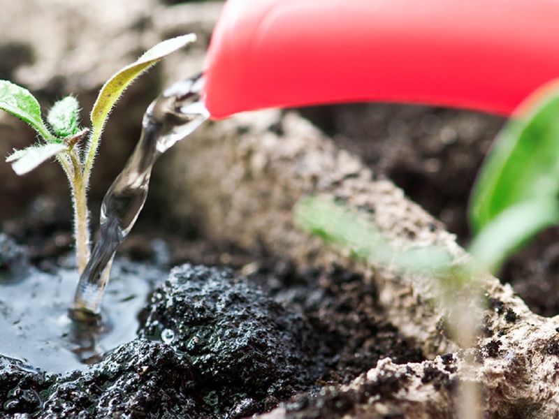 Grunnleggende regler for omsorg for petunia-frøplanter