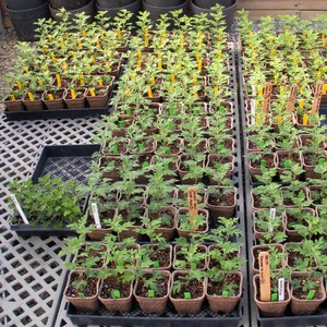 Chrysanthemumzaailingen worden overgeplant in de volle grond.