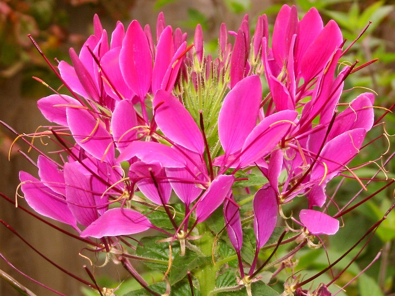 Cleoma rosa brilhante - essa flor vai decorar qualquer canteiro de flores.