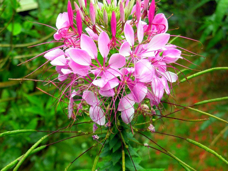 Cleoma épineux a le plus souvent des fleurs roses.