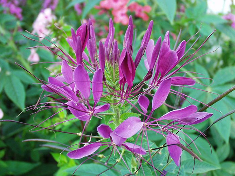 Cleoma Violet Queen z fioletowymi kwiatami na zdjęciu