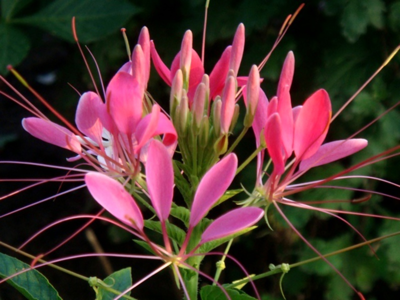 Cleoma Rose queen bloeit met roze, zeer mooie bloemen.