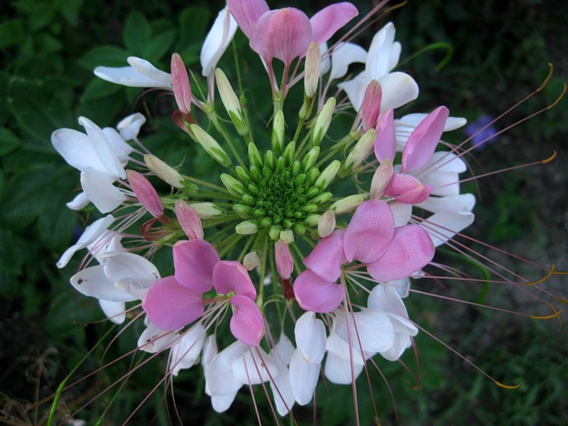 Cleoma ist während der Blüte zweifarbig.