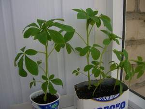 Mudas de cleoma - cultivamos flores de jardim a partir de sementes.