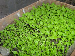 Las plántulas de petunia se plantan en cajas o vasos.