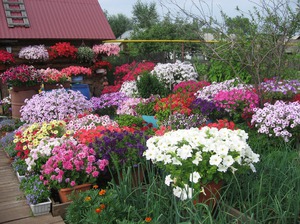 Las petunias y otras flores se pueden combinar en el mismo macizo de flores.