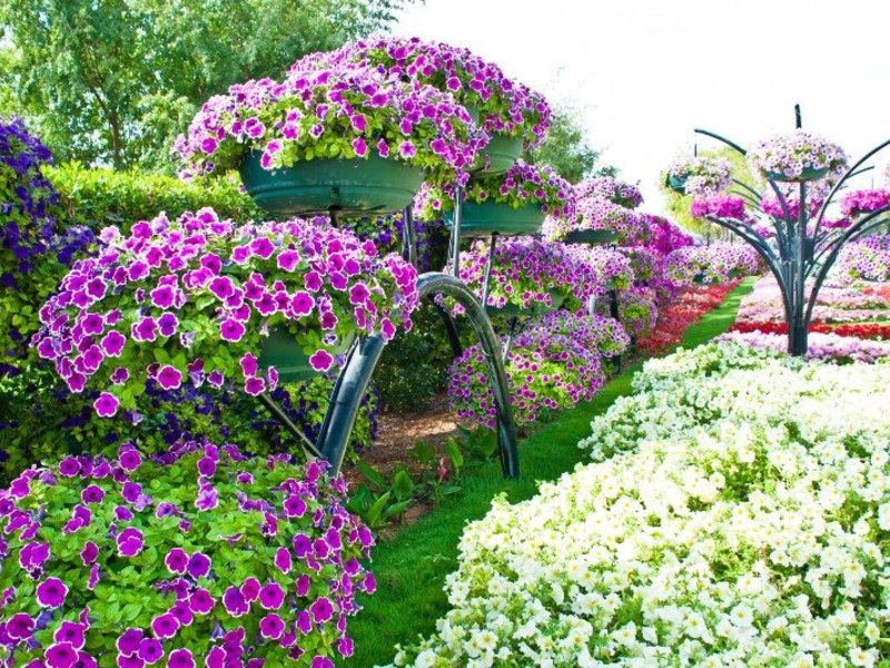 Petunias en el suelo y cajas - foto de diseño del sitio.