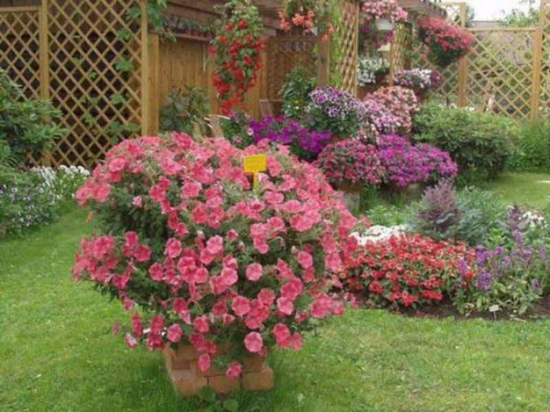 Petunias như nữ hoàng của khu vườn - trang trí khu vườn bằng những bông hoa xinh đẹp này