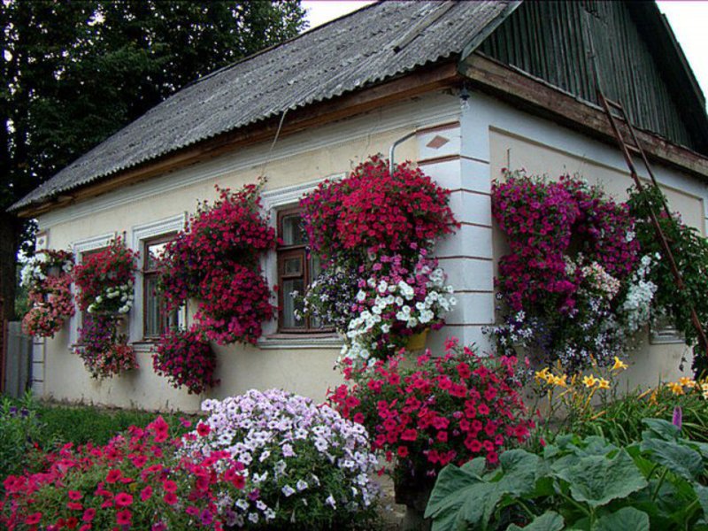 La casa i la parcel·la es poden decorar amb flors de petúnia