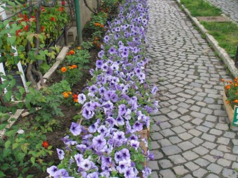 Petunias podél cesty - jednoduché a vkusné!