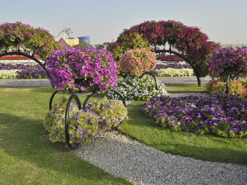 Petunias ในการออกแบบภูมิทัศน์ - โซลูชันที่น่าสนใจมาก