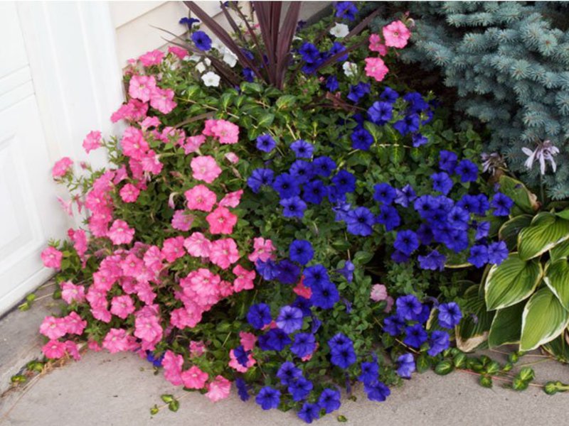 Los tonos de las flores de petunia pueden ser muy diversos.