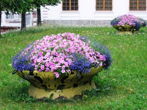 Petunias en un macizo de flores elevado: una solución elegante