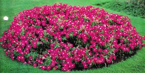 En smuk rund blomsterbed med lyse skarlagenrøde petunia blomster.